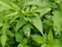 Trigonidium cicindeloides