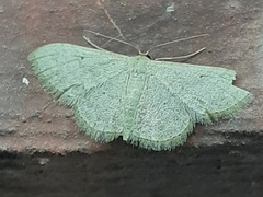Lepidoptera