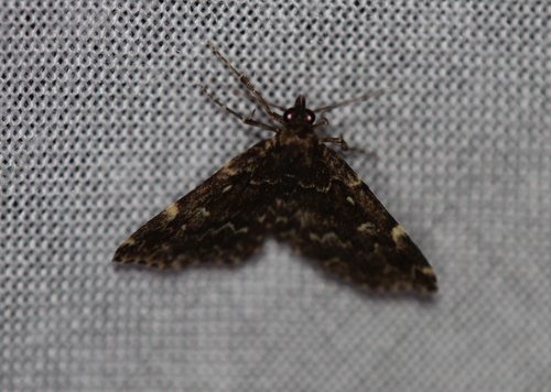 Smoky Idia Moth photo 2
