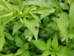 Trigonidium cicindeloides