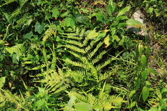 Pteris terminalis