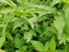 Trigonidium cicindeloides