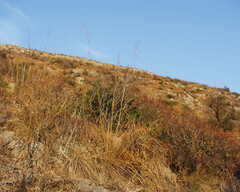 Ampelodesmos mauritanicus