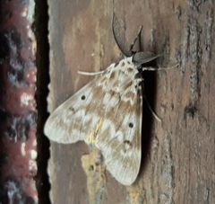 Lepidoptera