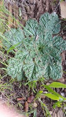 Arctopus echinatus
