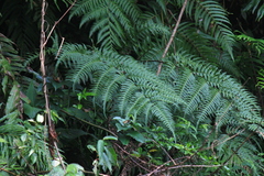 Pteris terminalis
