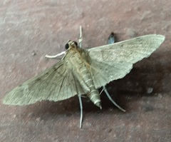 Lepidoptera