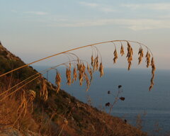 Ampelodesmos mauritanicus