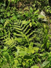 Pteris terminalis
