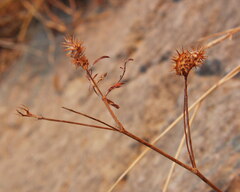 Onobrychis caput-galli