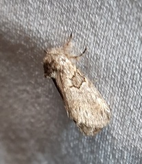Notodontella tenebrosa