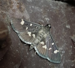 Herpetogramma luctuosalis
