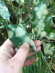 Cephaleuros lagerheimii