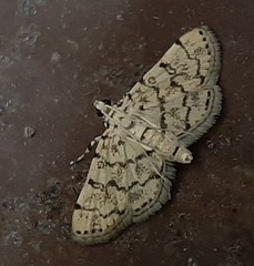 Lepidoptera