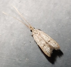 Lepidoptera