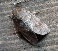 Lepidoptera