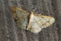 Lepidoptera