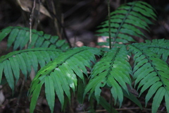 Angiopteris fokiensis