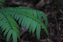 Angiopteris fokiensis