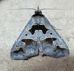 Tephriopis divulsa