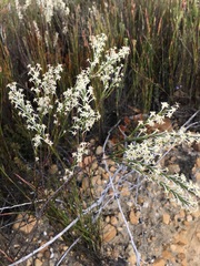 Struthiola confusa