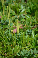 Lycopodium lagopus