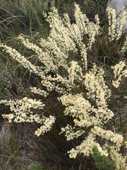 Struthiola confusa