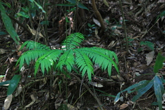 Angiopteris fokiensis