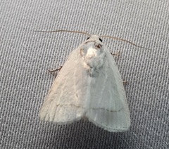 Lepidoptera