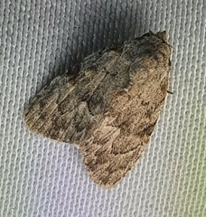 Lepidoptera