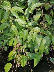 Stachyurus chinensis