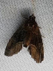 Lepidoptera