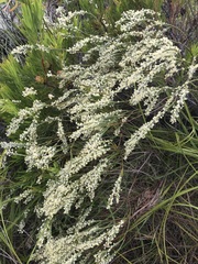 Struthiola confusa