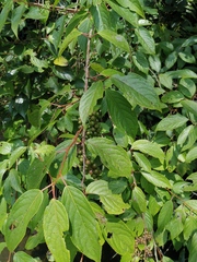 Stachyurus chinensis