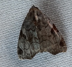 Lepidoptera