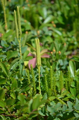 Lycopodium lagopus