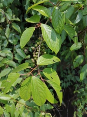 Stachyurus chinensis