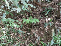 Angiopteris fokiensis