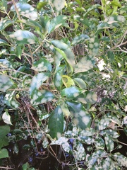 Cephaleuros lagerheimii