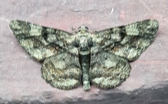Lepidoptera