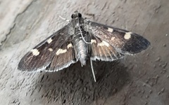 Herpetogramma luctuosalis
