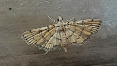 Lepidoptera