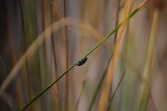 Diphucrania duodecimmaculata