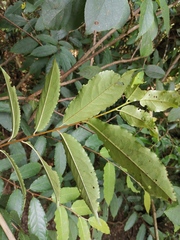 Prunus zippeliana