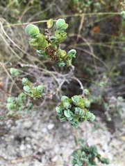 Cliffortia phyllanthoides