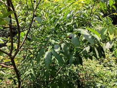 Prunus zippeliana