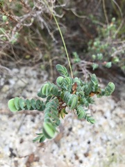Cliffortia phyllanthoides