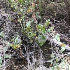 Cliffortia phyllanthoides