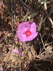 Clarkia rubicunda