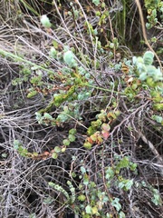 Cliffortia phyllanthoides